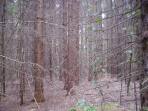Potomac State Forest 0011