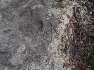 P6231364 animal paw mark in sand under Natural Bridge